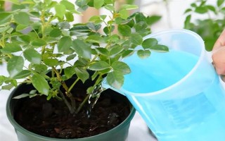 三角梅如何繁殖，可扦插也可高压繁殖