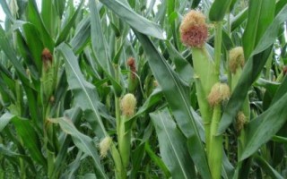 新丹616玉米种子介绍,在适应区域4月下旬播种