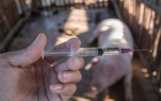 母猪低温适合打什么针，肾上腺素、樟脑磺酸钠均可使用