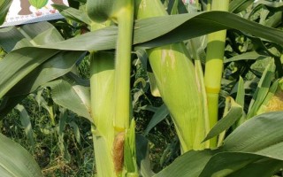 雷奥555玉米种子特点,应选择肥力较好的地块种植