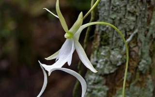 哪个品种的兰花最好，富山奇蝶、余蝴蝶、市长红等兰花均比较不错