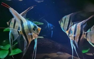 神仙鱼吃孔雀鱼吗，神仙鱼会吃掉体型小的孔雀鱼