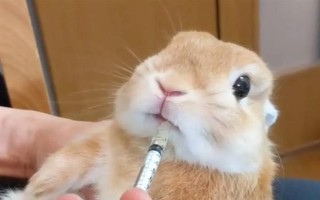 预防兔子感冒的方法，在兔舍中放置毛毯可供兔子御寒