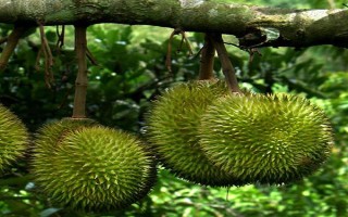 母榴莲的外形特点，外形都是长圆形的