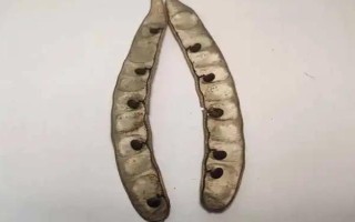 白蜡树籽有什么用处,可作为药材入药