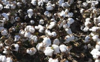 冀航8号棉花种简介,转基因抗虫常规棉品种
