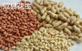 河南省范县的特产,范县大包子深受食客喜爱