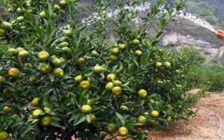 如何预防果树倒春寒,遮盖塑料薄膜可阻挡寒气入侵