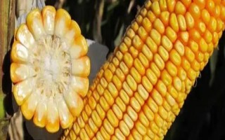 兴丰17玉米种子介绍，每亩尿素10千克