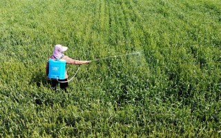 小麦叶尖发黄的原因，氮肥施用过多或除草剂药害均会导致