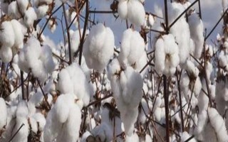 sGKz中929棉花品种的特性,转抗虫基因杂交春棉品种