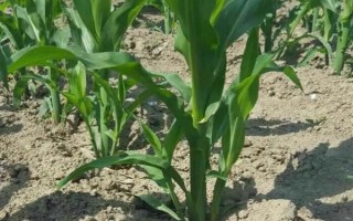 华科3A2000玉米种子介绍，中抗茎腐病