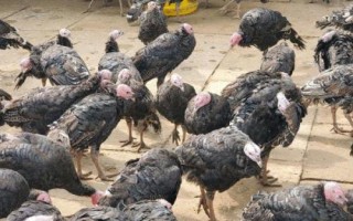 养殖火鸡的前景，目前来看比较乐观