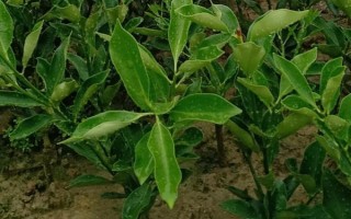 金桔的栽培种植技术，栽种金桔需要肥沃松软的土壤