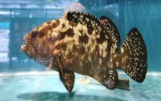 杉斑的产地，产地为东非、大溪地、日本等地