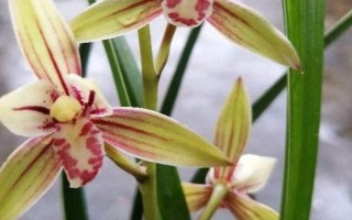 建兰的施肥方法，春季每隔20天追施一次复合肥液