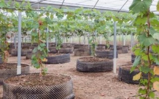 葡萄限根栽培技术，是将根系限制在一定区域中