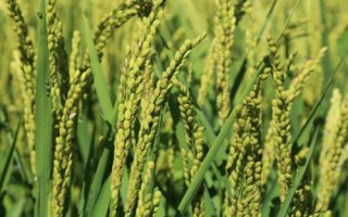 糯米的种植技术,喷洒壮穗灵可达到增产的目的