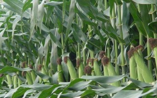 吉林省种什么品种的玉米好，可以选择吉单83、吉农玉1881等