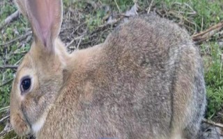 兔子繁殖的快吗，兔子的繁殖速度比较快