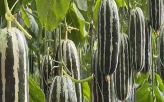 博洋9号甜瓜有什么特点,皮薄肉厚、具有良好的坐果性和丰产性