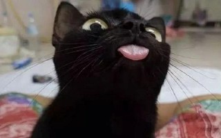 猫舌头发黑的原因，可能是吃了营养膏或黑色食物