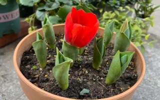 郁金香茎短花小的原因，可能是品种退化或受到遗传基因的影响