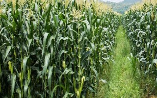 增信817玉米种简介，辽宁省春播生育期128天