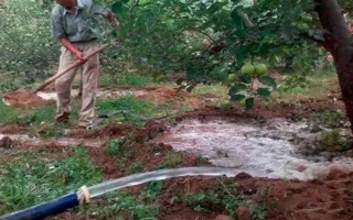 对果树使用未腐熟的有机肥有何害处,容易灼伤根系引发虫害