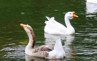 鹅能当宠物养吗，鹅可以当宠物养