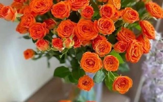 橙芭比的花语，寓意神秘的爱、羞怯等