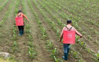 玉米苗后除草剂几天见效，5-7天左右见效