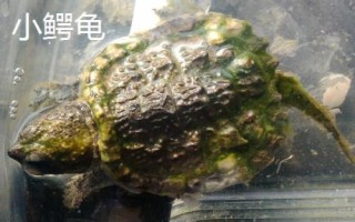 鳄龟的天敌，主要会受到人类的猎杀