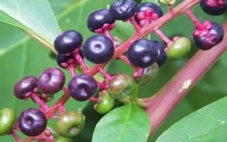 商陆的花语，寓意情意绵绵