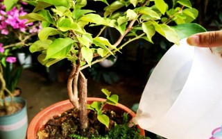 巴西紫三角梅是否勤花,花期持续时间长且开花量大