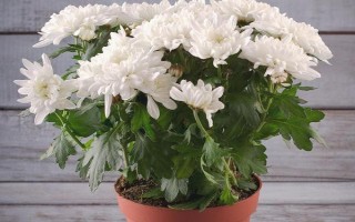 菊花的种植方法，种之前需要对其根部进行修剪