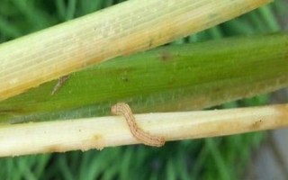 什么时候防治水稻二化螟效果好，通常为7月5日至7月20日