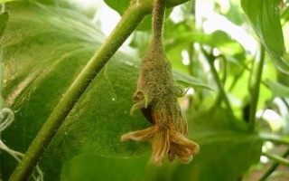 菌核净的防治对象,以多种瓜果蔬菜的灰霉病、菌核病等病害为主