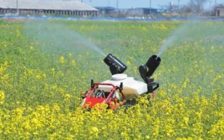 油菜高产栽培技术，苗龄达30-35天需及时移栽