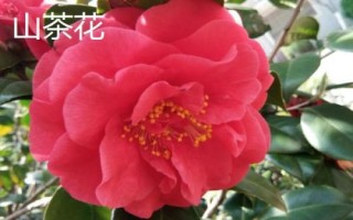十大名贵山茶花品种介绍，各具特色