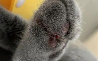 养猫必备药物，驱虫药、眼药水等药物需备好