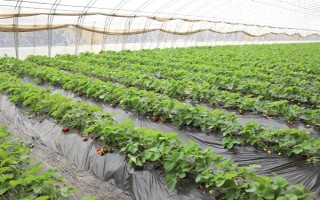 一亩大棚草莓的利润多少，头年利润大约为17000元左右