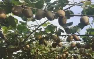 猕猴桃各个阶段管理要点，不同阶段的管理要点不同