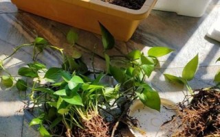 绿萝叶子发黄的原因，可能是光照过强或施肥过多所致