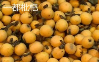 福建省福州市的水果特产有哪些,包括青山龙眼、一都枇杷、福州橄榄等种类