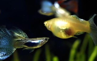 鱼是哪种生殖方式，属于有性生殖