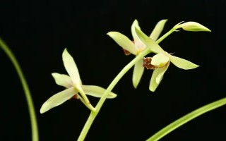 花中四君子的产地,梅花主要分布在我国西南安徽、浙江一带