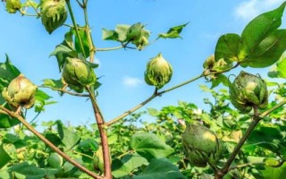 棉花有效开花期介绍，是指棉花可以开花成铃、形成经济产量的那一天