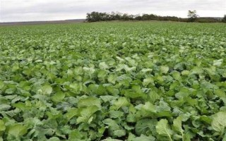 油菜为什么会僵苗，是受到干旱渍害、缺肥、病虫害等因素的影响