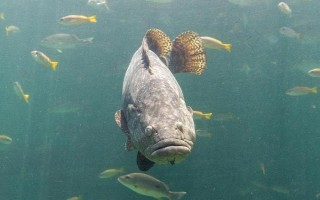 淡水石斑鱼的养殖技术，放养密度根据水流速而决定